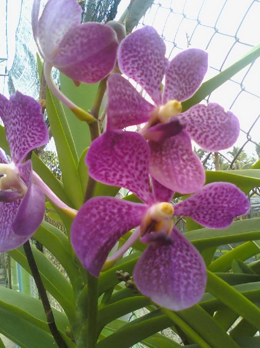  p>泰国兰花(商品名泰兰)是 a href="#" data-lemmaid="6108011">热带