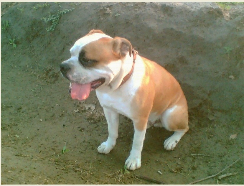 斗牛犬bulldog