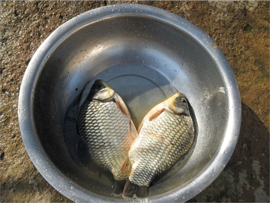  p>丰产鲫又名百花鲫,是 a target="_blank" href="/item/华南师范