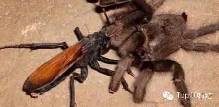 沙漠蛛蜂