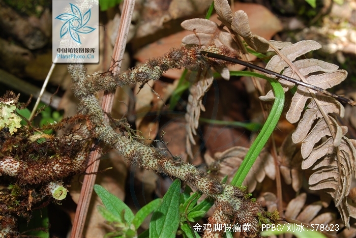 金鸡脚假瘤蕨