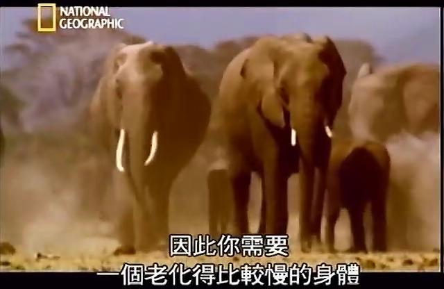 根据一份新的报告,动物长寿的秘密可能更多地与蛋白质的稳定性而不是