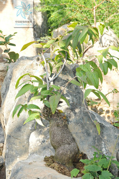  p>茶叶树萝卜( a target="_blank" href="/item/学名">学名 /a>