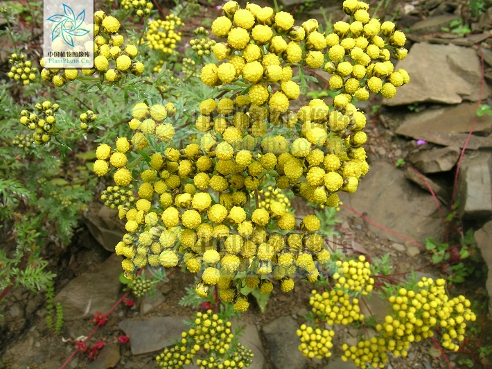  p>疏齿亚菊(学名:ajania remotipinna)为菊科亚菊属的植物,是中国的