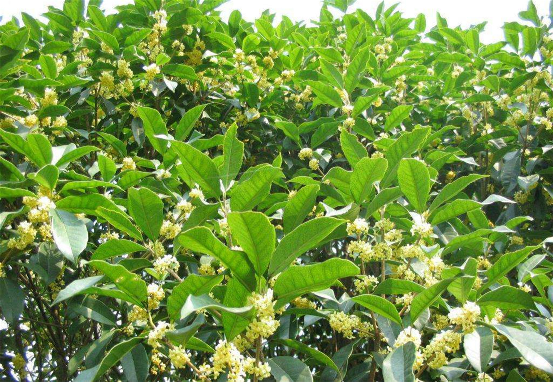 osmanthus fragrans var. semperflorens