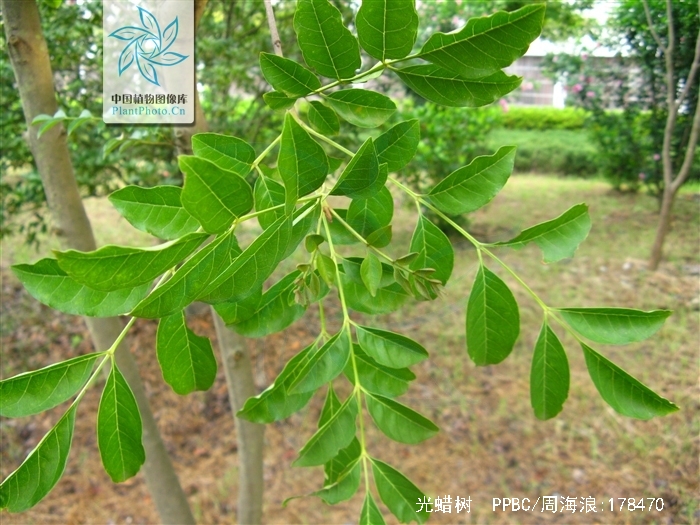 clarke )是木犀科梣属植物,半落叶乔木,高10-20米,胸径达60厘米;树皮