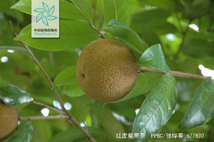  p>红皮糙果茶(学名: i>camellia crapnelliana /i> tutch.