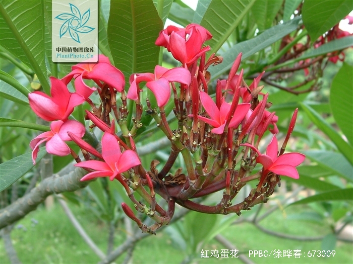  p>红鸡蛋花( i>plumeria rubra /i> linn.
