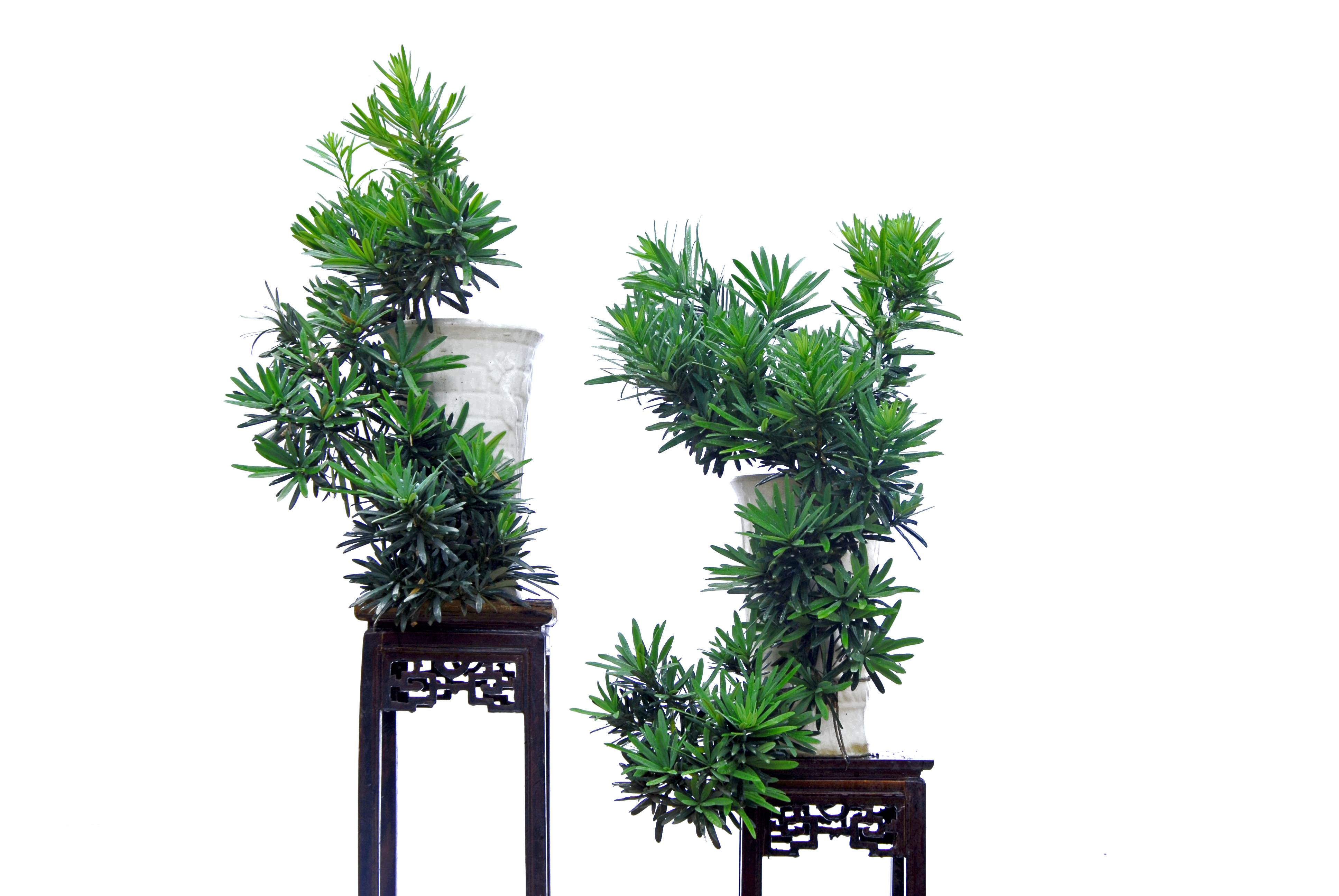  p>大理罗汉松(学名: i>podocarpus forrestii  /i>craib et w. w.