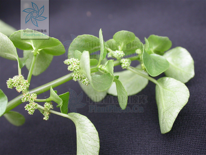 正名为 a href="#" data-lemmaid="4758949">波缘冷水花 /a>(拉丁学名