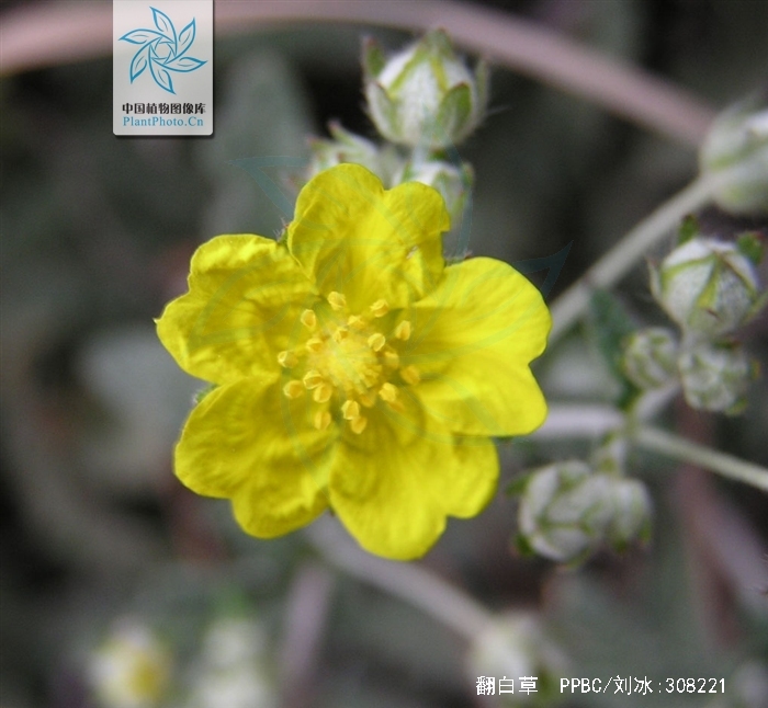 翻白草 b>( /b> i>potentilla discolor /i> bunge)是蔷薇科委陵菜