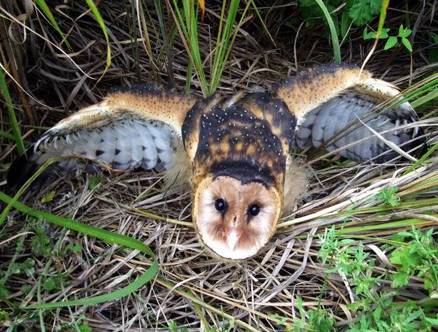  p>草鸮(学名: i>tyto longimembris /i>)是中等体型的 a target="