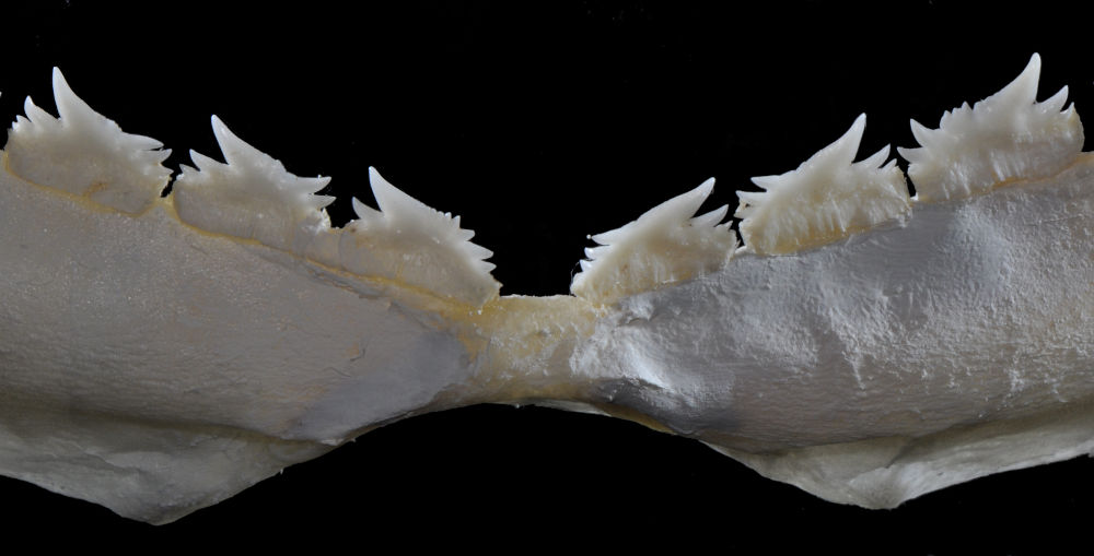  p>棘鲨(学名: i>echinorhinus brucus /i>)是棘鲨科,棘鲨属一种鲨鱼.