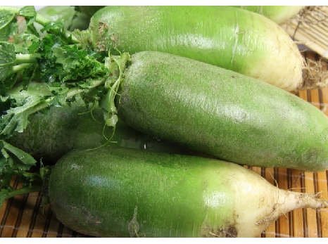  p>夏青55号是一种萝卜,定编号晋审菜(认)2008014,由太原市农业科学