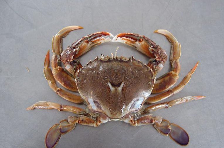  p>巨招潮蟹(学名:uca major)是一种是属于 a href="#" data-lemmaid=