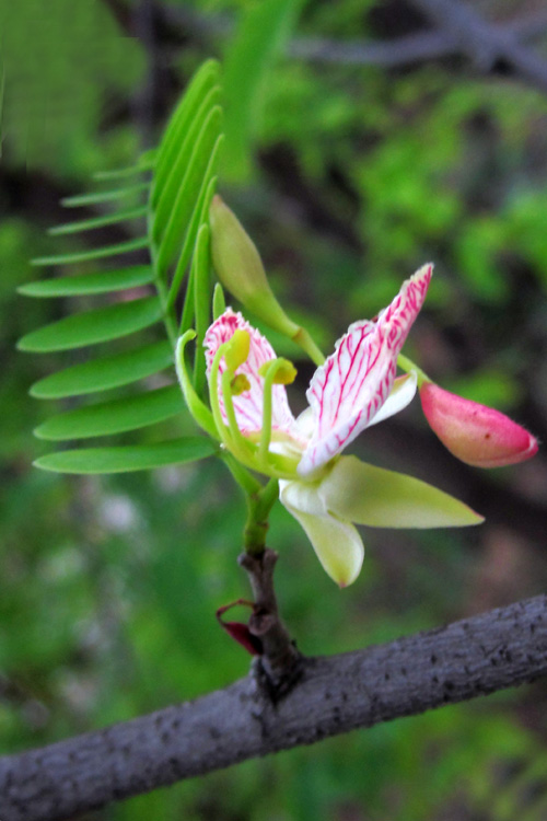  p>酸角花,树干通直,高可达20m,树皮褐色.