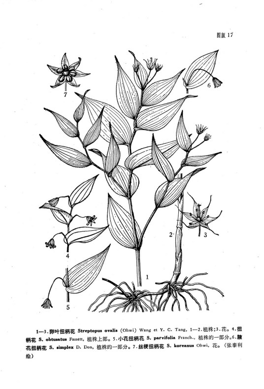 小花扭柄花 百度百科