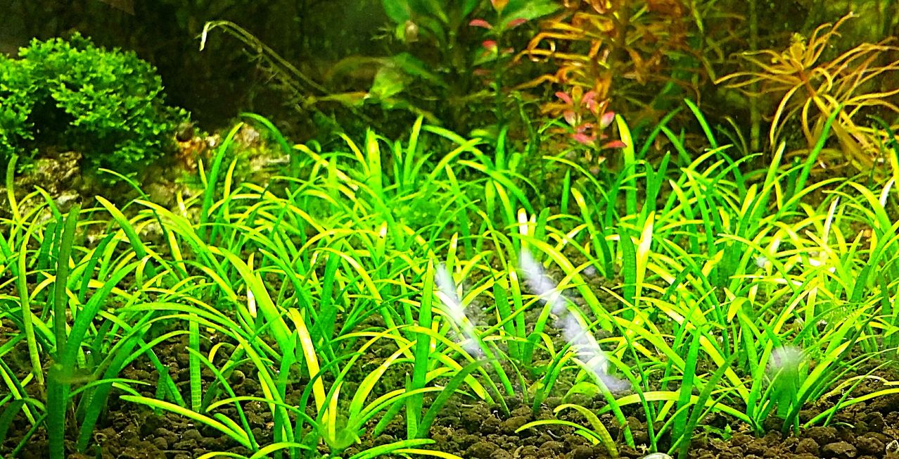 小水兰_百度百科