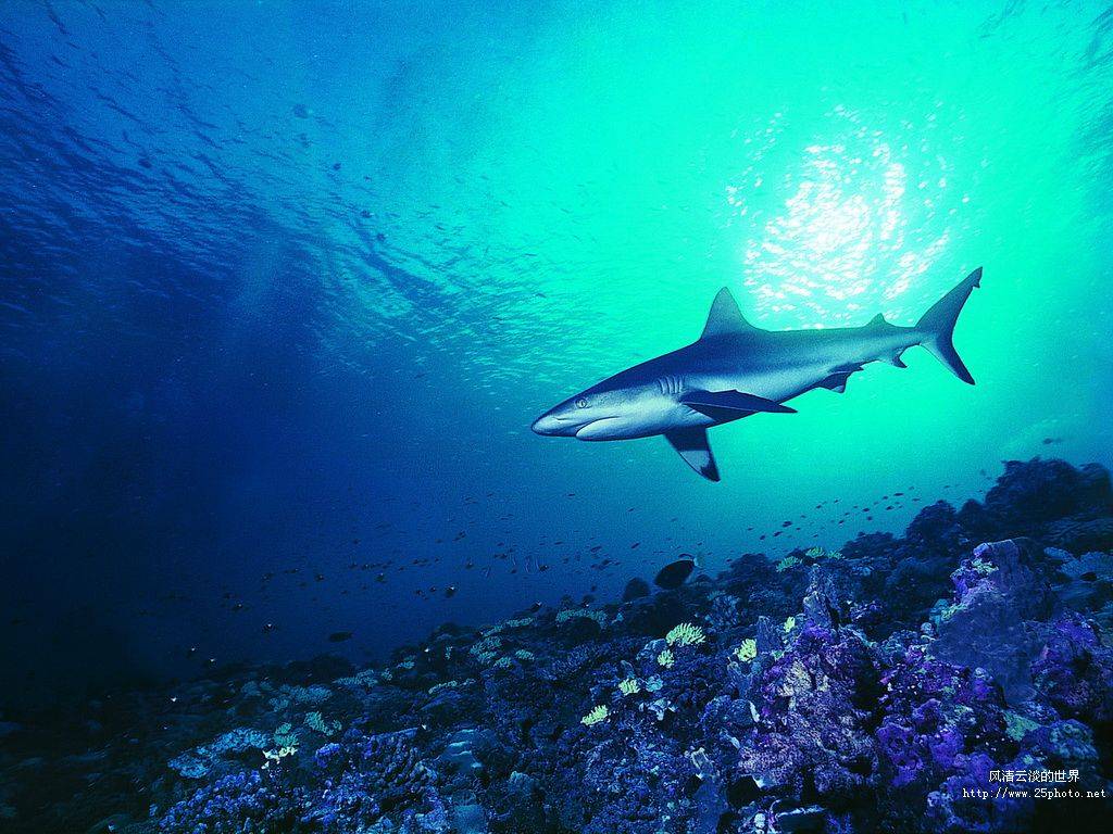 噬人鲨(carchroclesmegalodon)