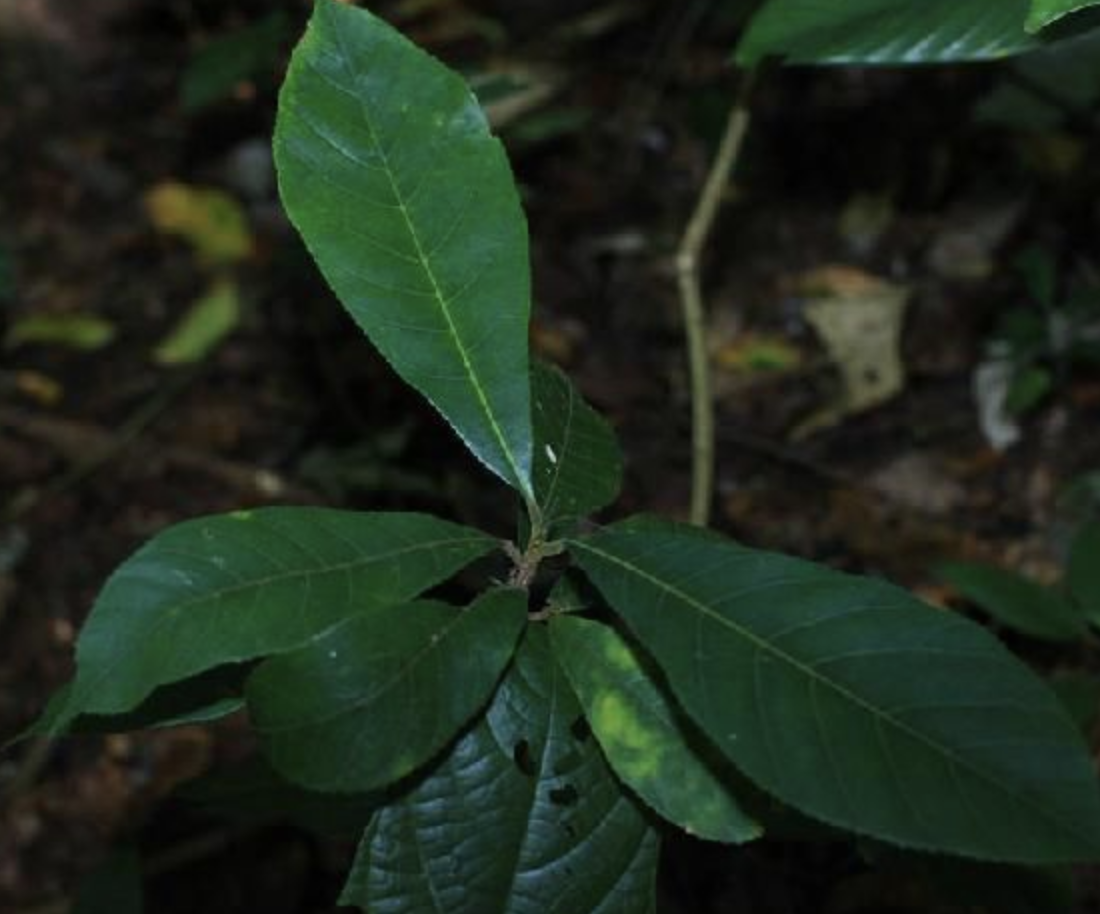  p>猴子瘿袋(学名: i>artocarpus pithecogallus  /i>c. y.