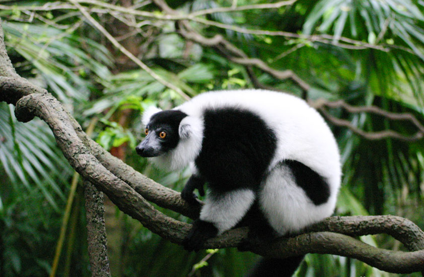  p>领狐猴(学名: i>varecia variegata /i>):也叫黑白领狐猴,是领狐猴