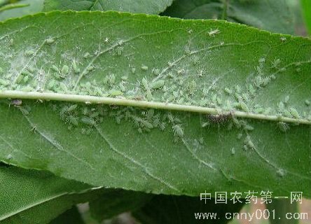  p>桃粉蚜是害虫的一种,属同翅目,蚜科.中国南北果区都有分布.