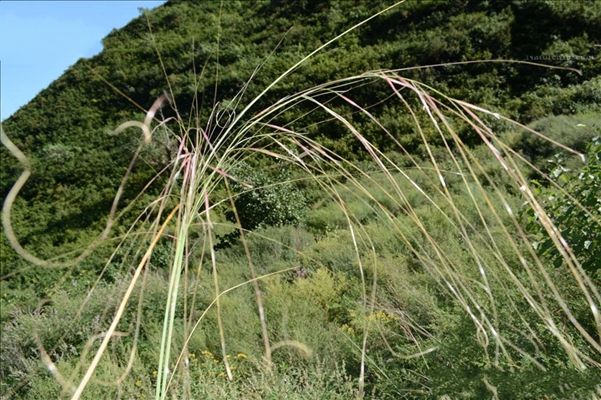  p>大针茅(学名: i>stipa grandis /i> p.a. smirn.