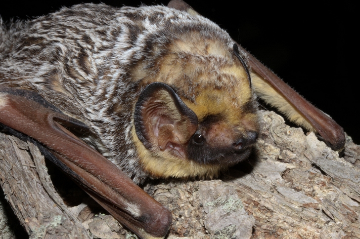 >):是一种生活在美州的毛 a target="_blank" href="/item/蝙蝠/1209"