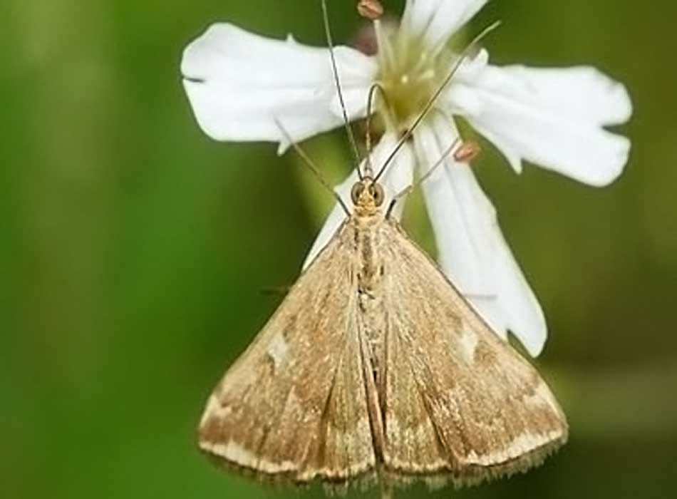  p>三化螟, i>tryporyza incertulas  /i>(walker), a href="#">鳞翅