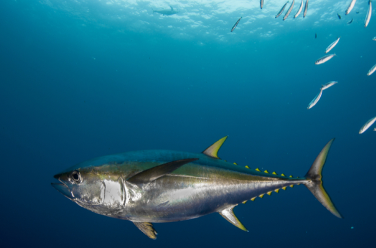  p>大眼金枪鱼(学名: i>thunnus obesus /i>)是鲭科,金枪鱼属下的一种