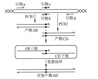 重叠延伸PCR_百度百科