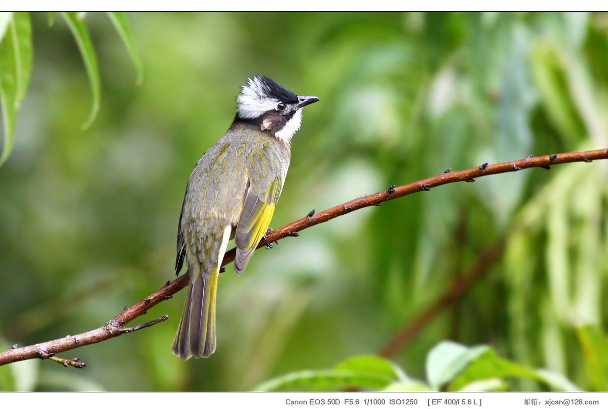  /b> , b>白头壳仔 /b>(台语),是雀形目鹎科小型鸟类,为鸣禽,冬季北方