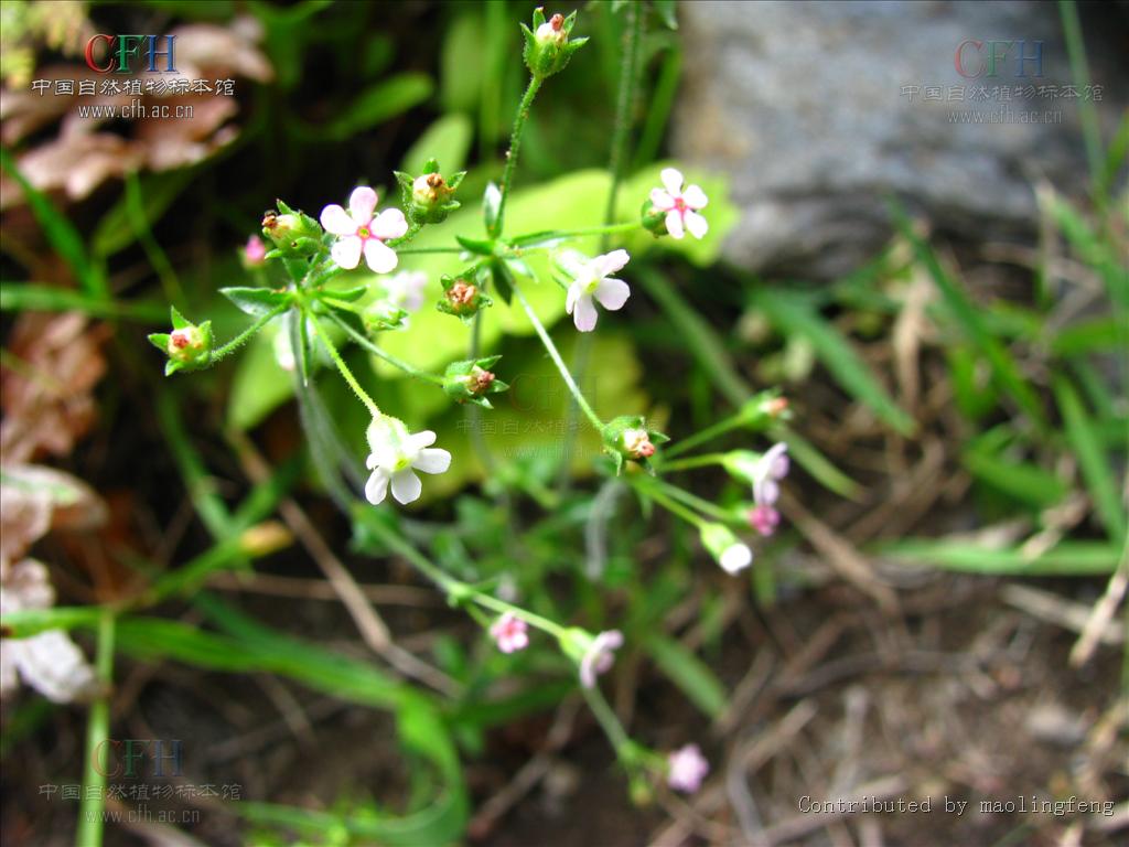  p>直立点地梅,属 a target="_blank" href="/item/报春花科/3427454"