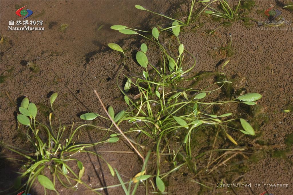  p>水茫草属,7种,广布于全球,其中水茫草l. aquatica l.