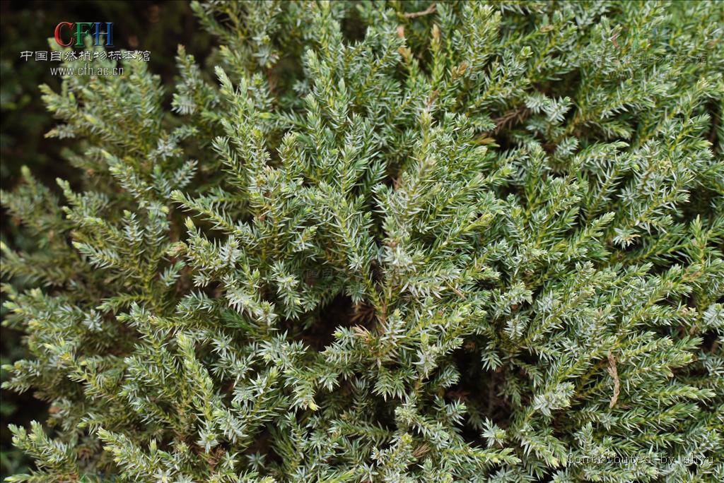 wang)是柏科 a href="#">圆柏属 /a>的一种小乔木,又称滇刺柏.