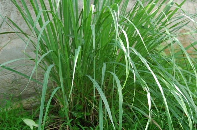 item/禾本科/2458872" data-lemmaid="2458872">禾本科 /a>甘蔗属植物