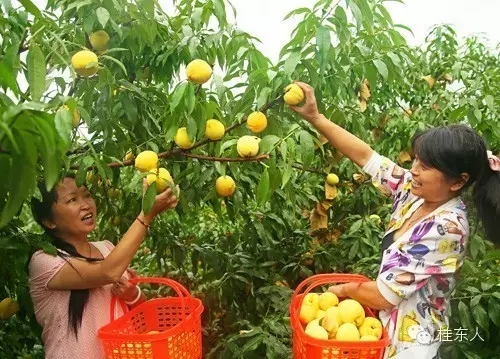 高山黄桃