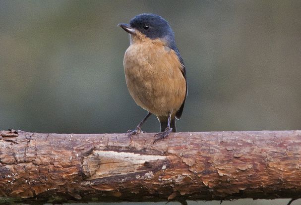  p>锈色刺花鸟是一种脊索动物门,鸟纲,雀形目,鹀科,刺花鸟属类生物