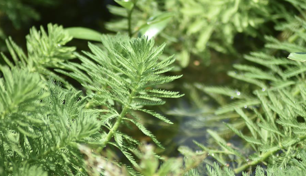 是小二仙草科狐尾藻属植物,多年生粗壮沉水草本.
