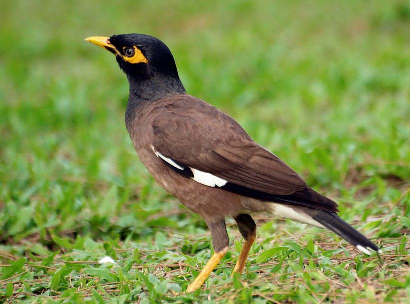  p>海南八哥,即 a target="_blank" href="/item/家八哥/611243" data