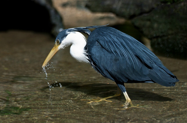  p>斑鹭(学名: i>egretta picata /i>):是一种中型 a href="#" data