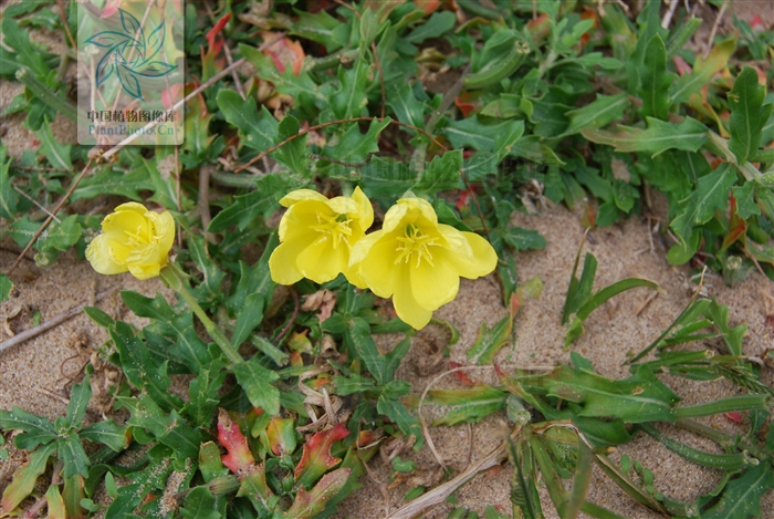  p>裂叶月见草,拉丁文名:oenothera laciniata hill.
