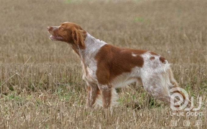 布列塔尼犬