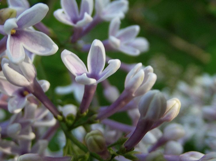  p>云南丁香(学名: i>syringa yunnanensis /i> franch.