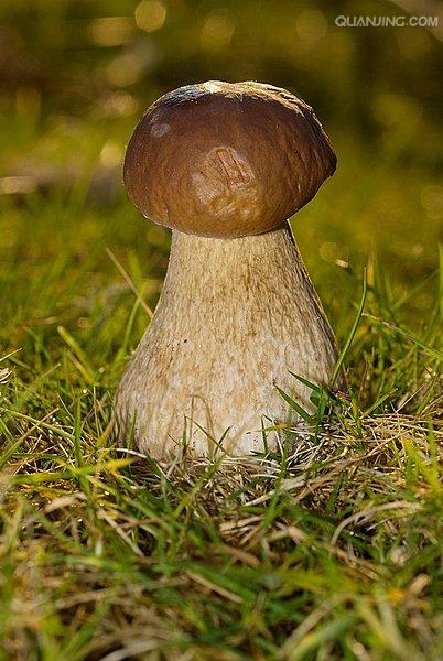 boletus edulis bull. : fr.