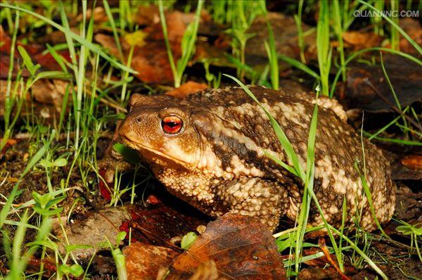  p>蟾蜍,也叫 a target="_blank" href="/item/蛤蟆">蛤蟆 /a>há ma