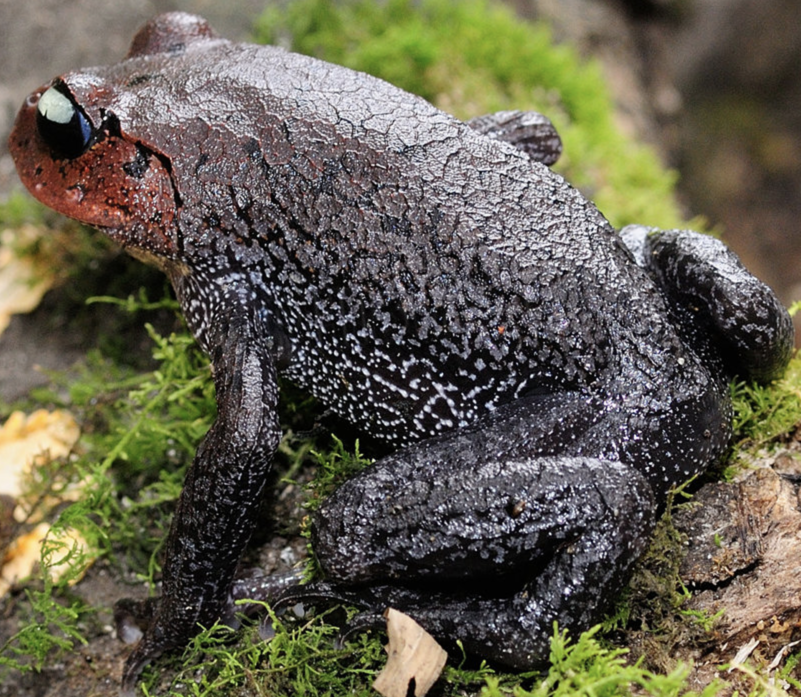  p>崇安髭蟾(学名: i> i>leptobrachium liui /i> /i>)是角蟾科,拟