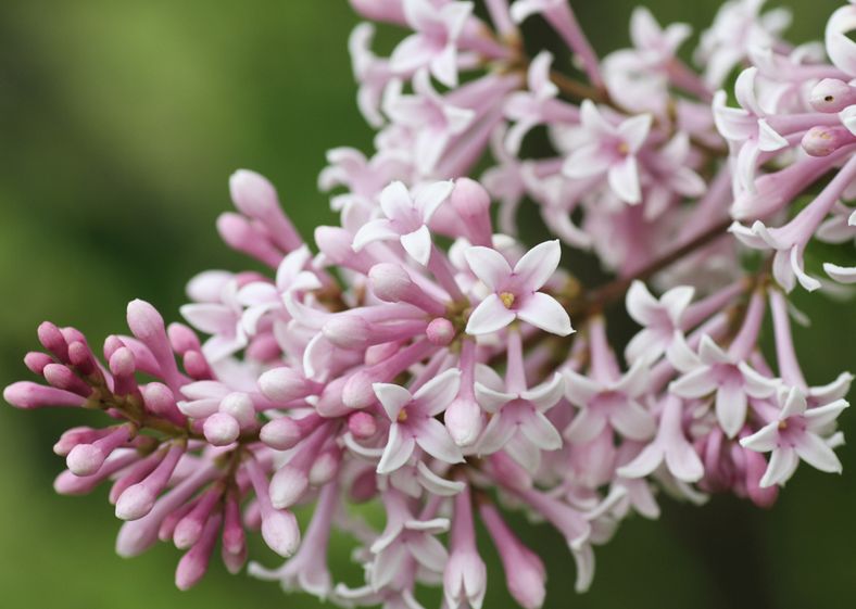  p>云南丁香(学名: i>syringa yunnanensis /i> franch.