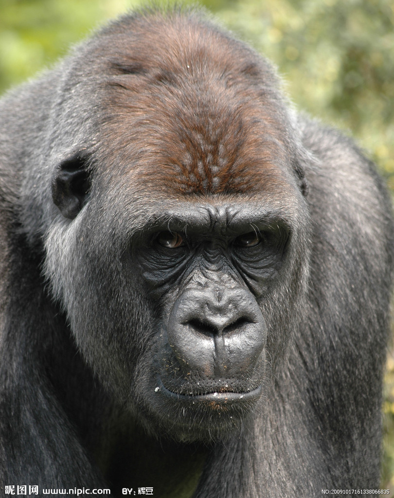  p>猩猩也叫 a href="#" data-lemmaid="2032856">人猿 /a>, a>灵长目