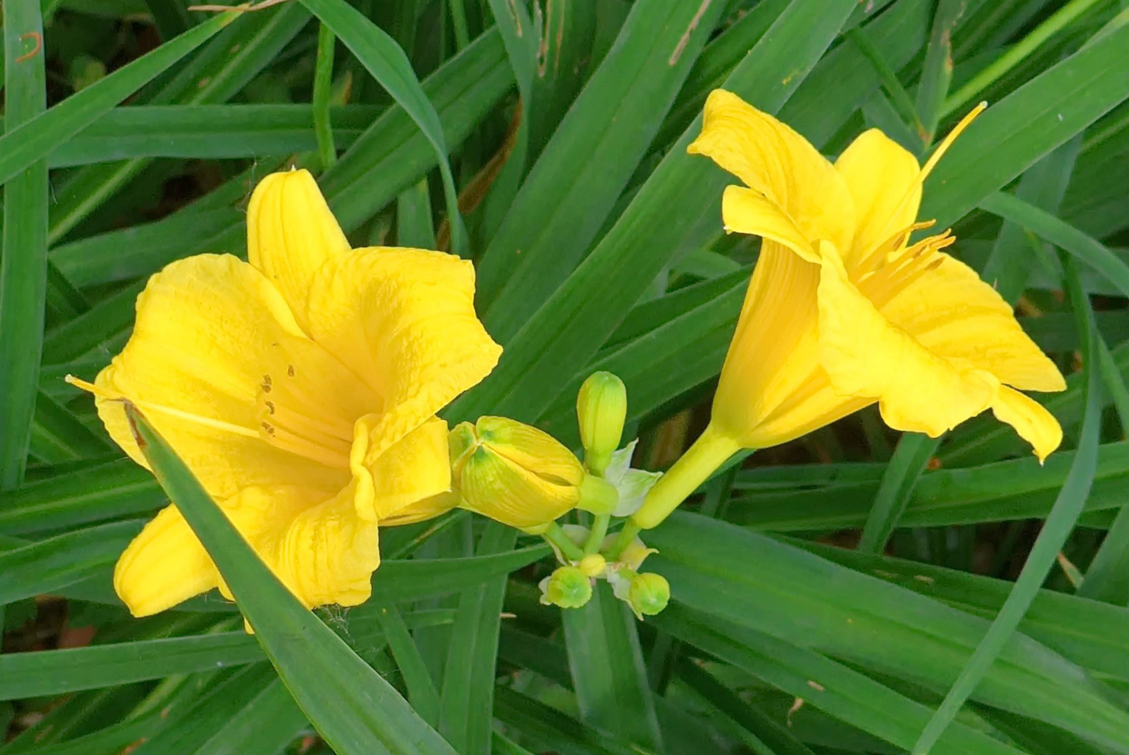  p>金娃娃萱草(学名: i>hemerocallis fulva /i> golden doll):是 a